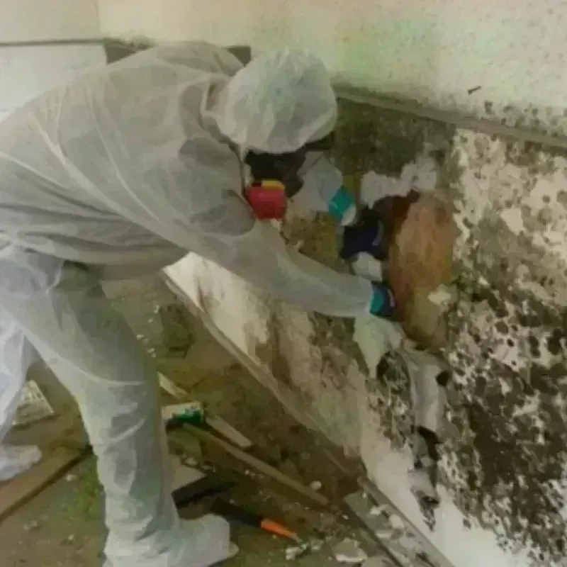 Mold Remediation and Removal in Crystal River, FL